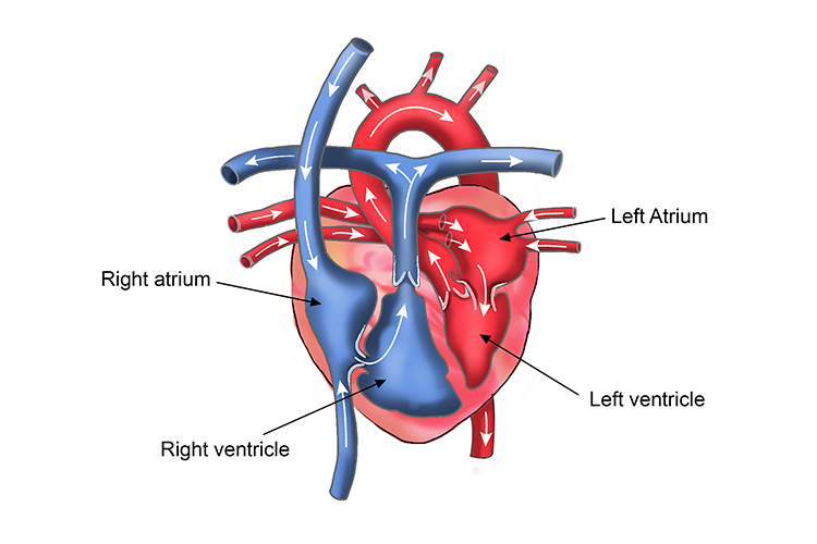 Graphic of the heart chambers showing the left and right atriums and ventricles